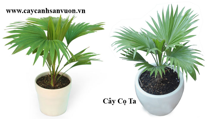 Cây cọ ta