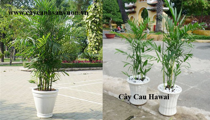 cau hawai