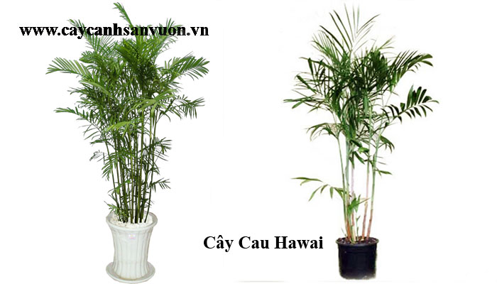 cây cau hawai