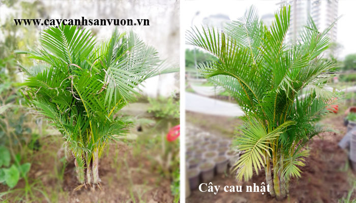 cây cau nhật