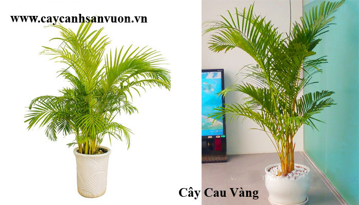 cây cau vàng