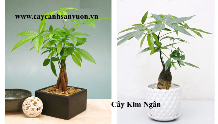 cây thắt bím