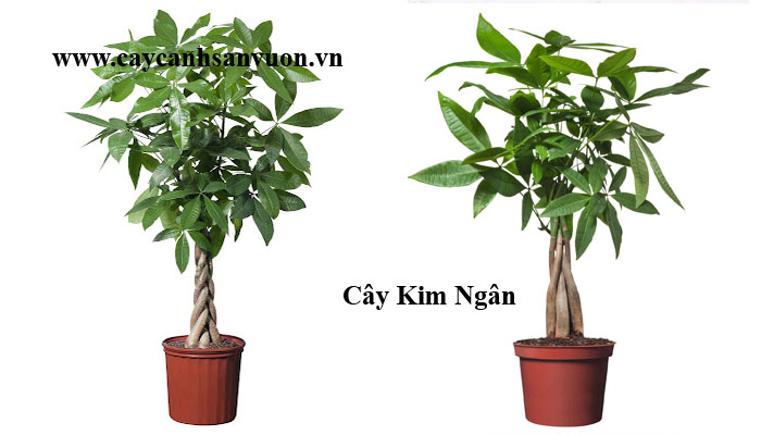 cây kim ngân