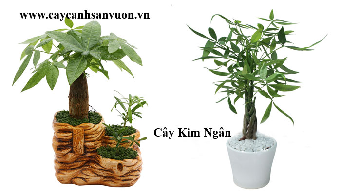 cây kim ngân