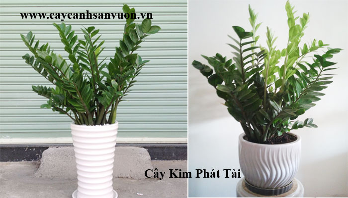 cây kim phát tài