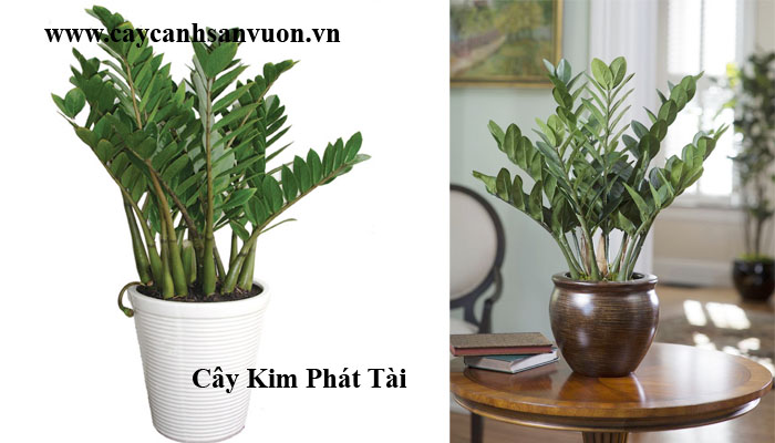 cây kim phát tài