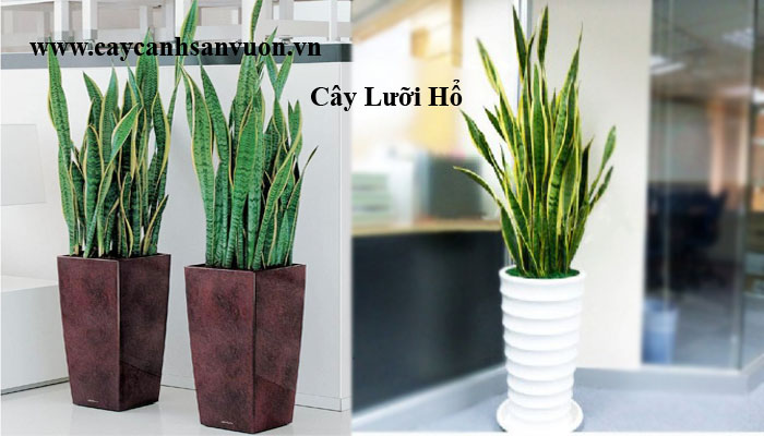 cây lưỡi hổ