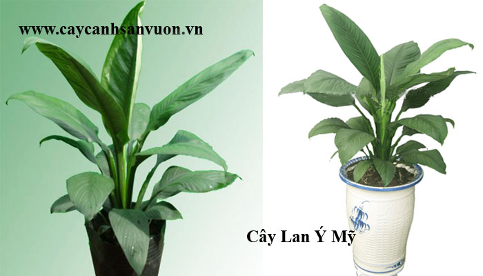 lan ý mỹ