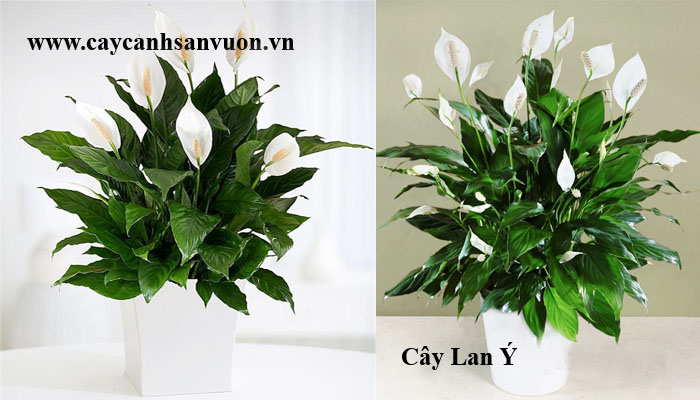 cây lan ý