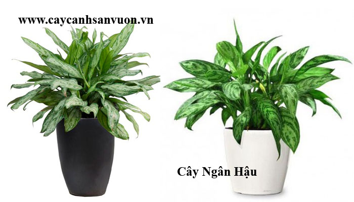 cây ngân hậu