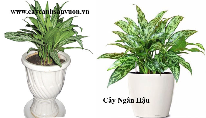 Cây ngân hậu