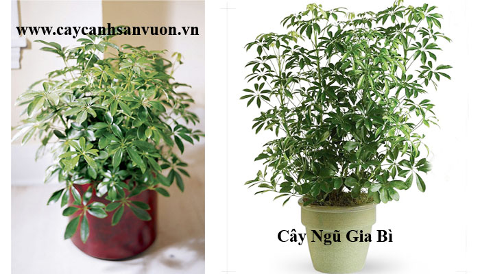 cây ngũ gia bì