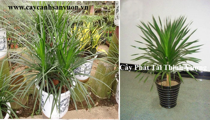 cây phát tài thịnh vượng