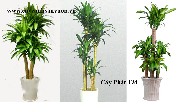 cây phát tài