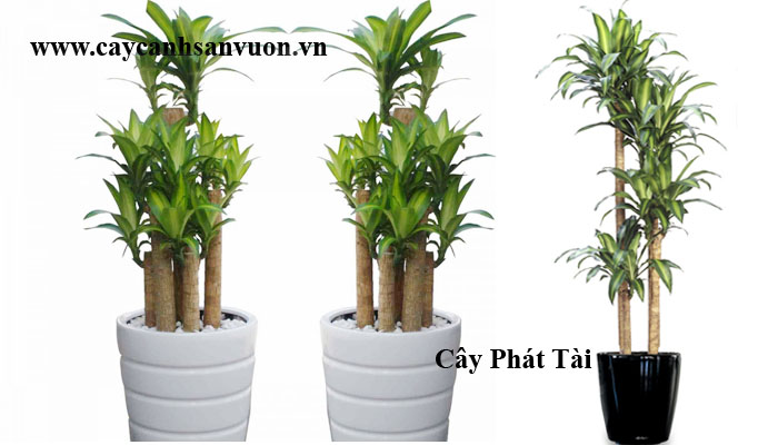 cây phát tài