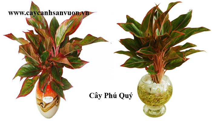 cây phú quý