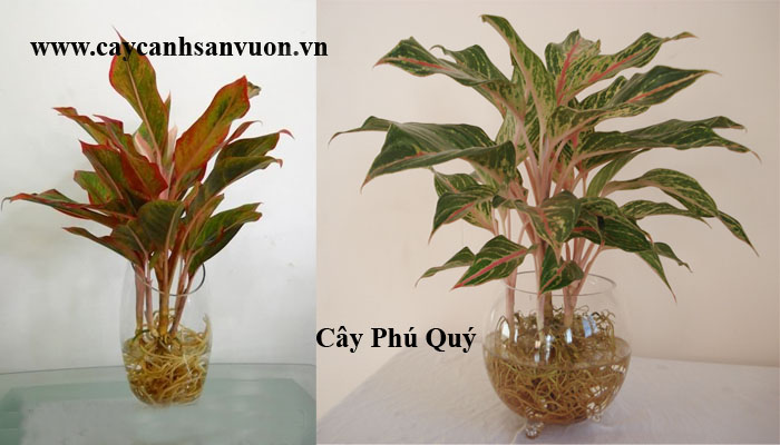 cây phú quý