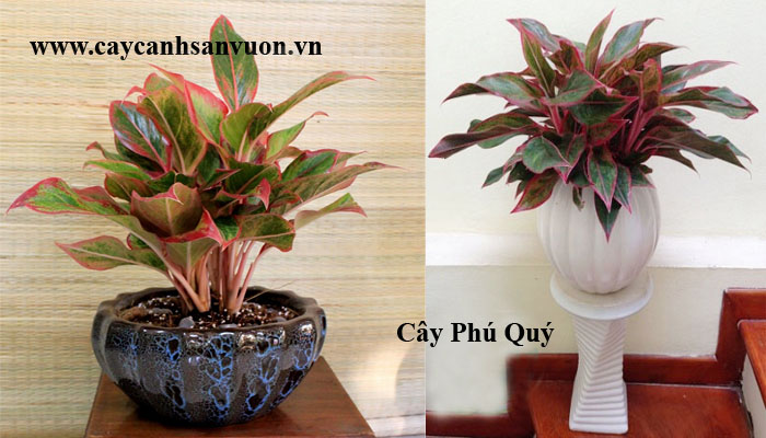 cây phú quý