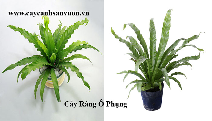 Cây ráng ổ phụng