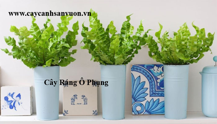 cây ráng ổ phụng