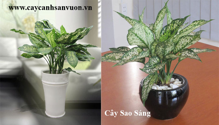 cây sao sáng