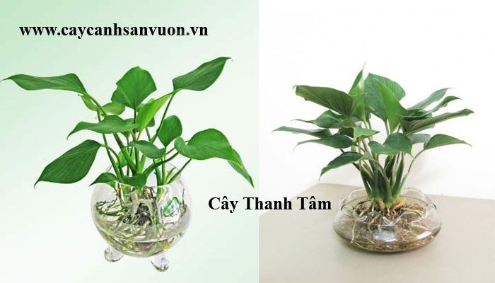 cây thanh tâm thủy sinh