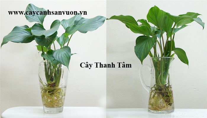 cây thanh tâm để bàn