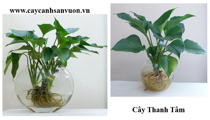 cây thanh tâm thủy sinh