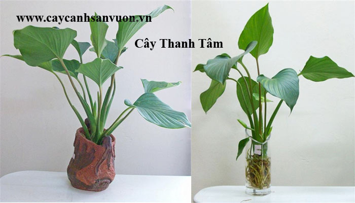 cây thanh tâm