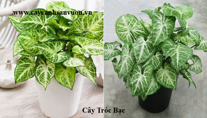 cây tróc bạc