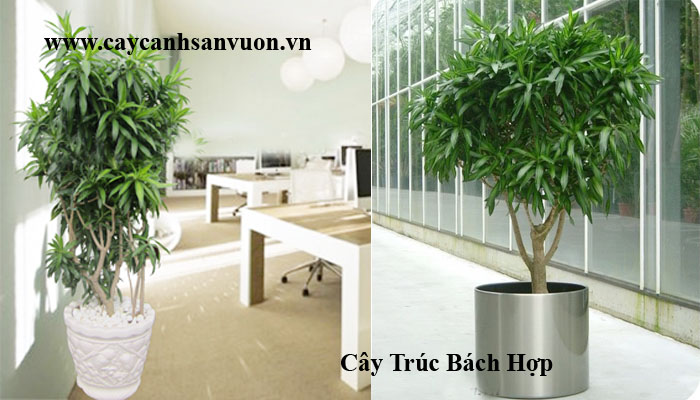 cây trúc bách hợp