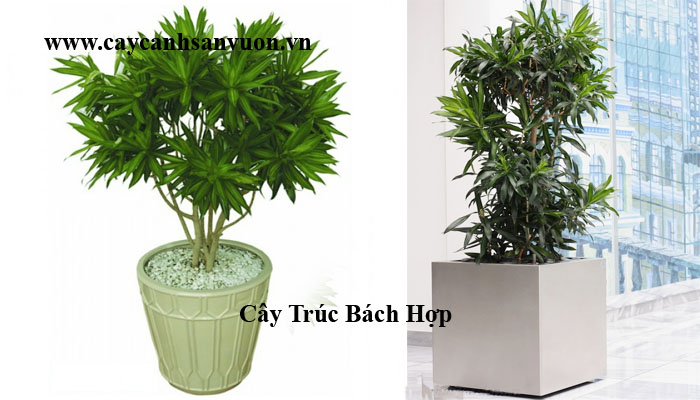 cây trúc bách hợp