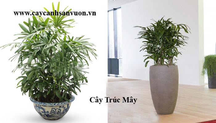 cây mật cật