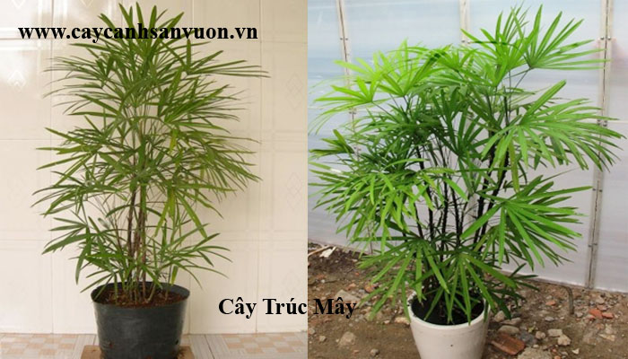 cây mật cật