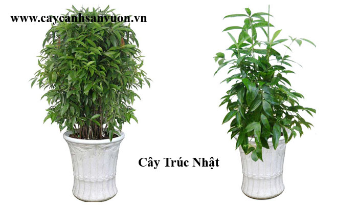 cây trúc nhật