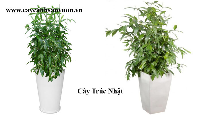 cây trúc nhật