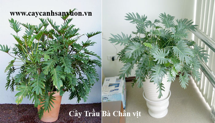 cây trầu bà chân vịt