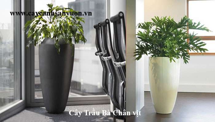 trầu bà lá xẻ