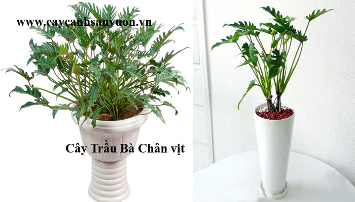 trầu bà chân vịt