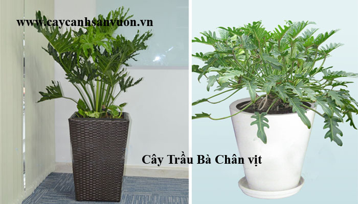 trầu bà chân vịt