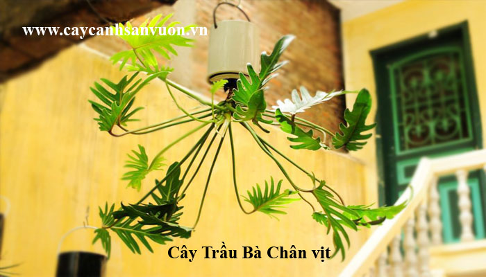 cây trầu bà chân vịt