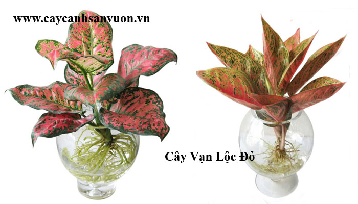 vạn lộc thủy sinh
