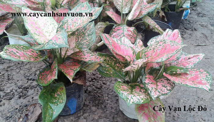 cây vạn lộc