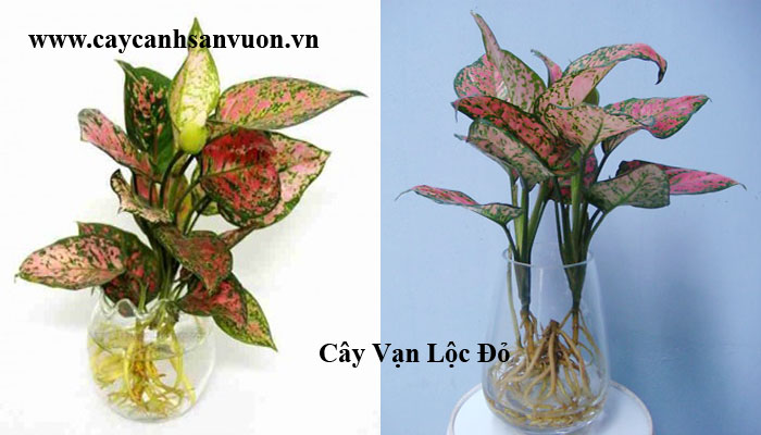 vạn lộc đỏ