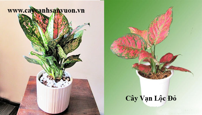 cây thiên phú