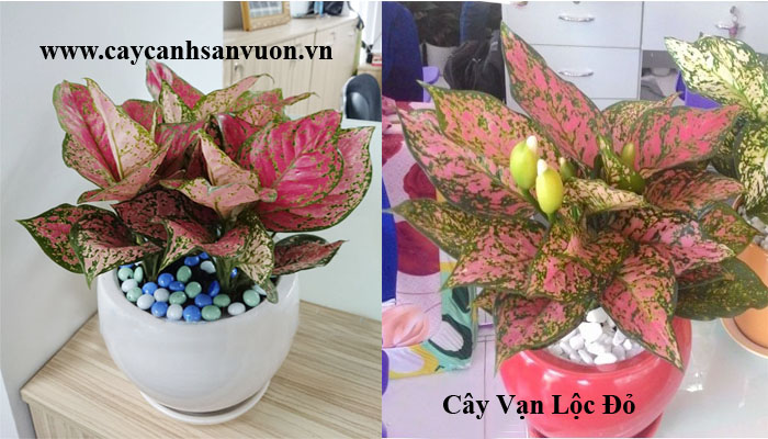 cây vạn lộc đỏ