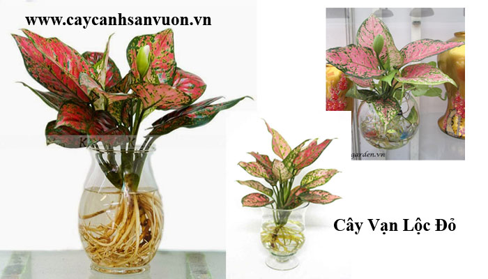 cây vạn lộc