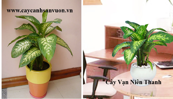 cây vạn niên thanh