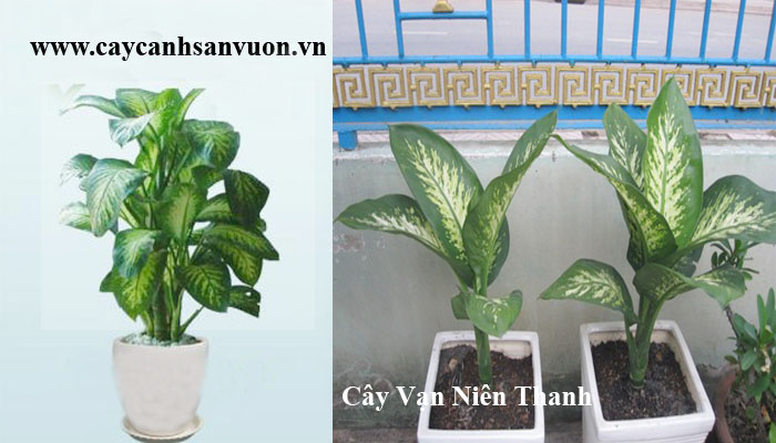 cây môn trường sinh