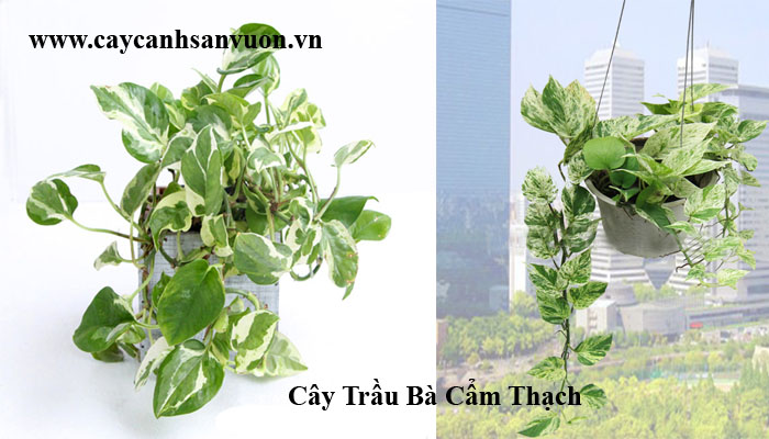 trầu bà cẩm thạch